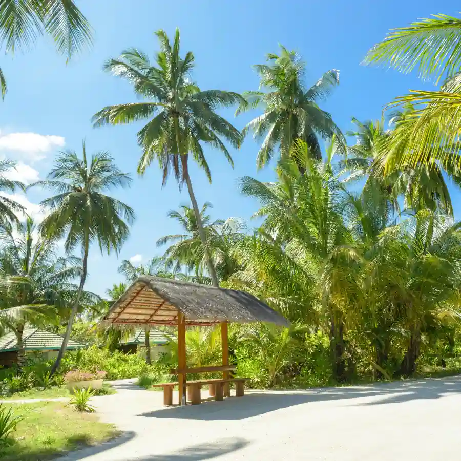 maldive-isola-tropicale-palme-natura vacanza in crociera